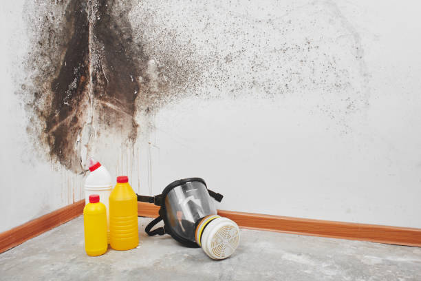 Mold Testing and Removal in Bayshore, NC