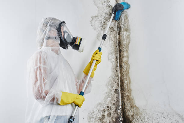 Best Attic Mold Removal  in Bayshore, NC