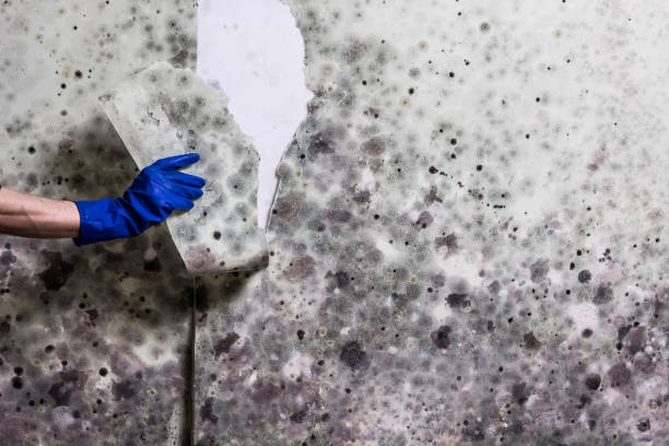 Best Residential Mold Removal  in Bayshore, NC