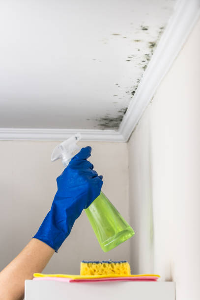 Certified Mold Removal in Bayshore, NC