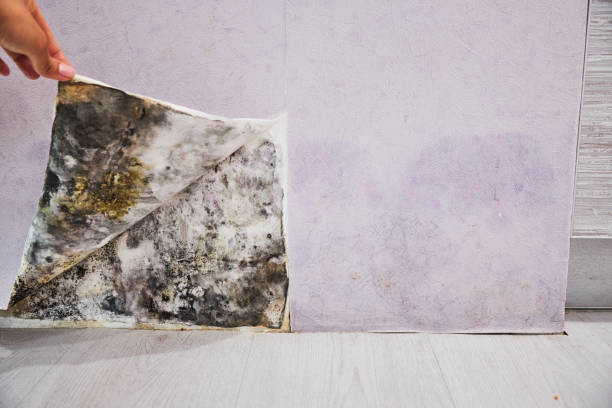 Best Mold Damage Repair  in Bayshore, NC